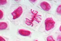 Mitoses de cellules de racine d'Ail (métaphase) - coloration Feulgen x 400